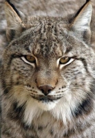An endangered Iberian lynx.