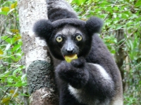 Indri