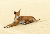 dingo