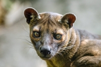 fossa