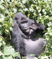 gorilla