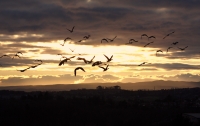 geese_at_sunset