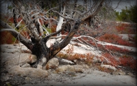 gnarled