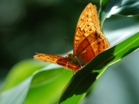 kuranda_butterfly