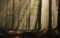 magic_forest