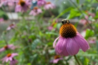 bee