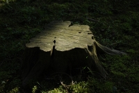 stump