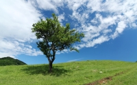 lonely-tree