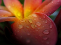 pink-flower