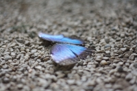 schmetterling