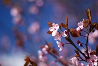 cherry-2