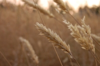 grass