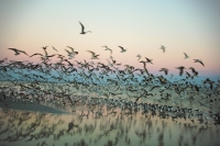 sanibel-gulls