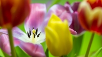 tulips