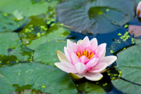 water-flower