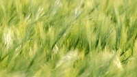 Field