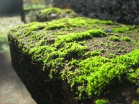 GreenLife