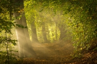 Morning Sun Rays