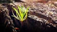 NewTree