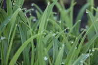 rajeeshknambiar-Dew_on_Grass_by_Panchali