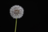 evillagr-6047416497_60abc9c5b1_o