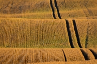 Cereal Waves