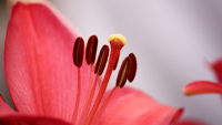close-up-of-a-flower