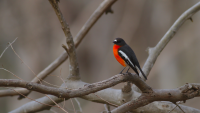 flame-robin-at-woodlands