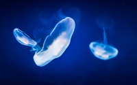 jellyfish