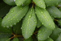 morning-dew-on-leaves