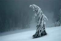 tree-in-winter