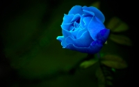 bluerose