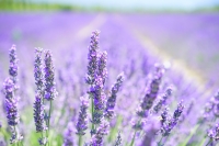purple-dream