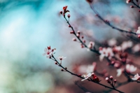cherryblossom