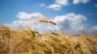 corn