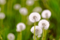 dandelion