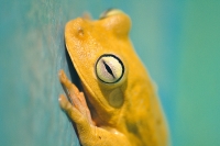 frog-prince