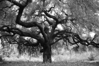great-oak-in-claremont