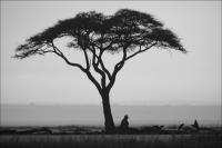 A lonely tree at dusk in Amboseli