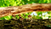 mushroom-family