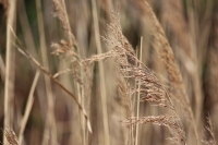 wheat