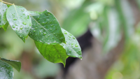 green-leaf