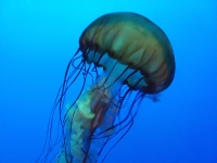 jelly