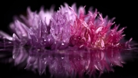 reflected-flower