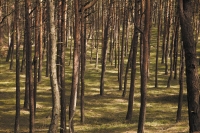 seaside-forest