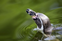 Swimming Penguin