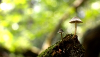 the-mushrooms