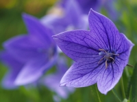 blue-bell