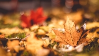 Fallen-Leaf