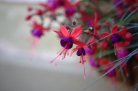 Flores
